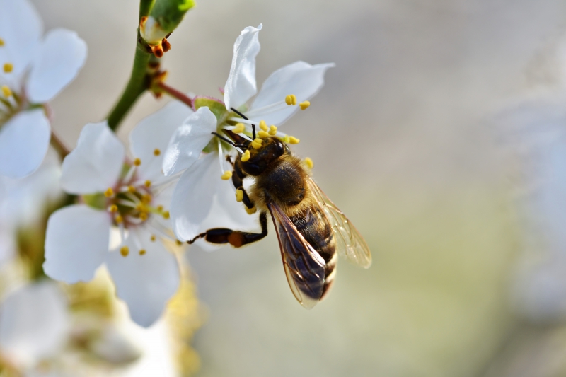 jardinerie-TENDE-min_bee-4092986